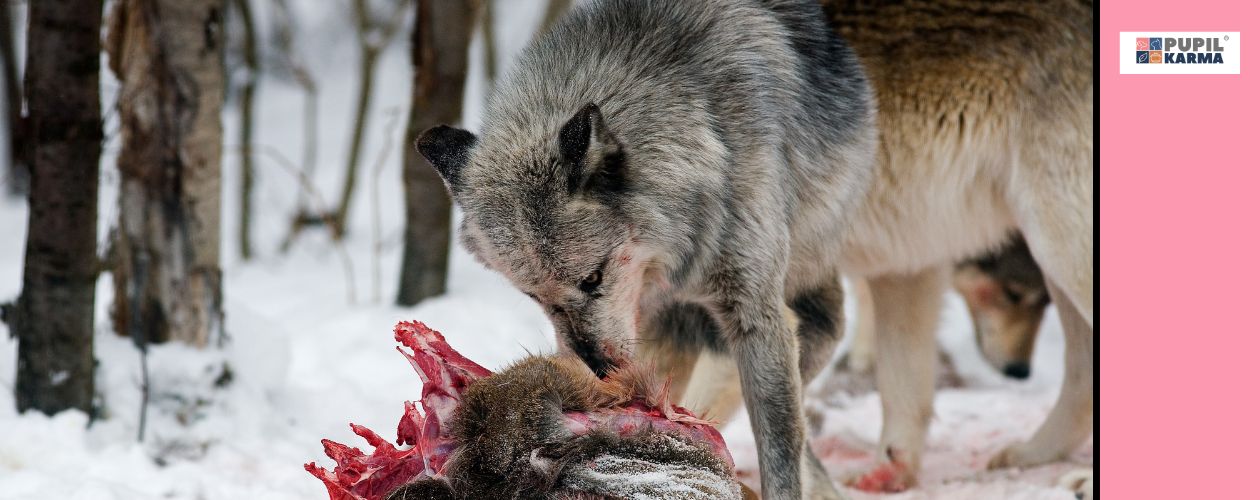 Instynkt przodków. Na zdjęciu zbliżenie na jedzącego upolowana ofiare wilka. Sceneria zimowego lasu. Po prawej stronie różowy pas i logo pupilkarma. 